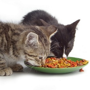 escoger el alimento de tu gato? - MascotasOnline - La comunidad mascotas más grande de Chile