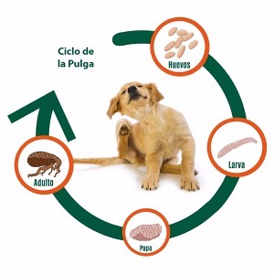 Profecía camión rosado Conoce el Ciclo de Vida de Pulgas y Garrapatas - MascotasOnline - La  comunidad de mascotas más grande de Chile