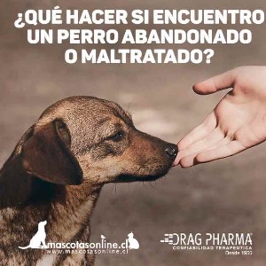 Qué hacer si encuentro un perro abandonado o maltratado? - MascotasOnline - La comunidad de mascotas más grande Chile