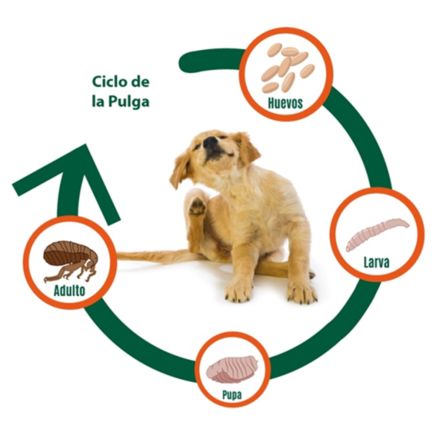Ciclo de Vida Pulgas Mascotas Online