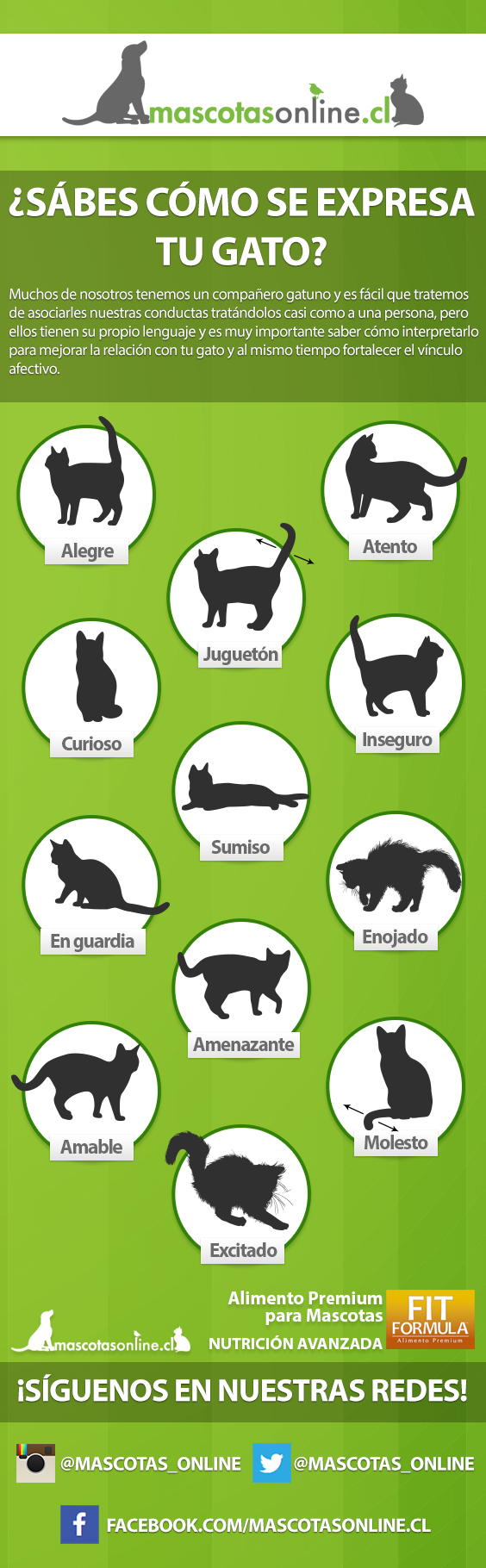 Infografía Lenguaje de los Gatos Mascotas Online